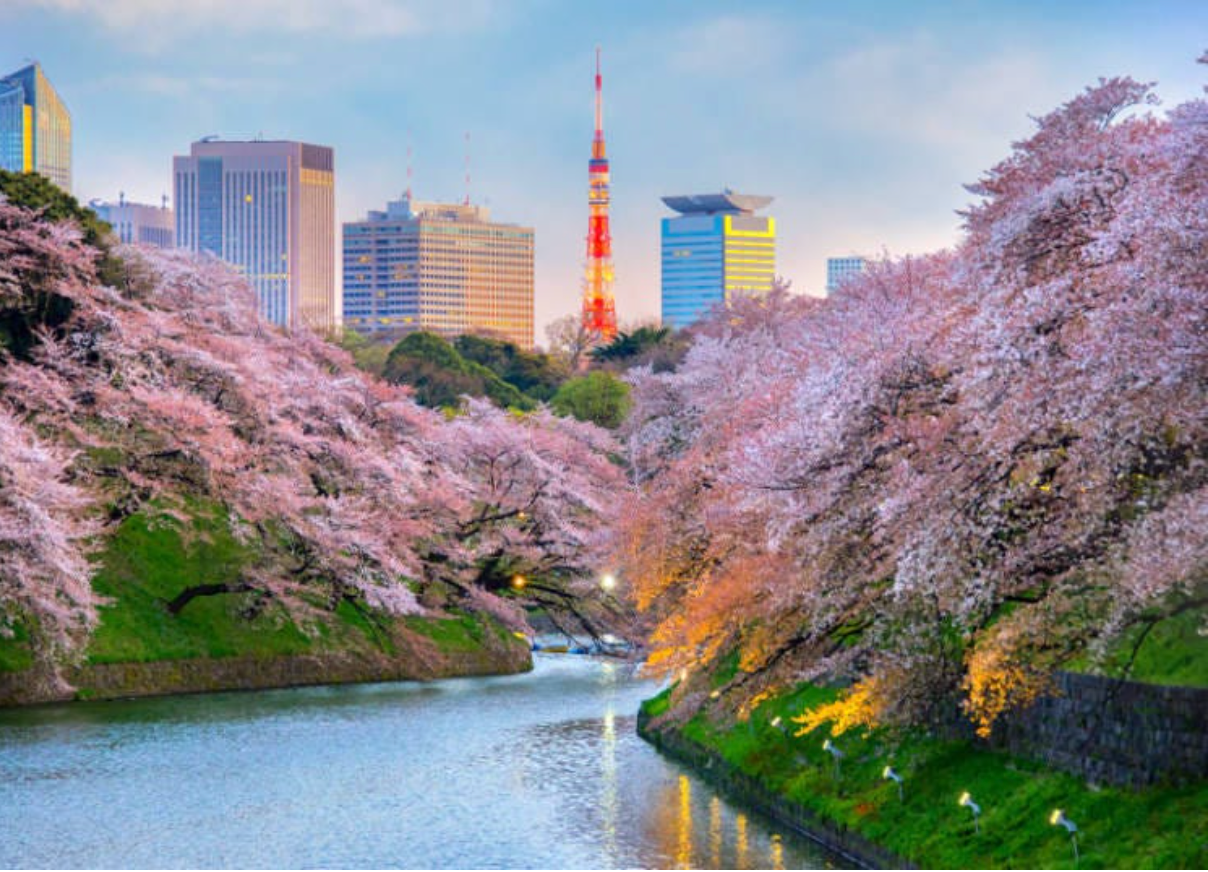 6 สถานที่ชม ซากุระชื่อดังในโตเกียว