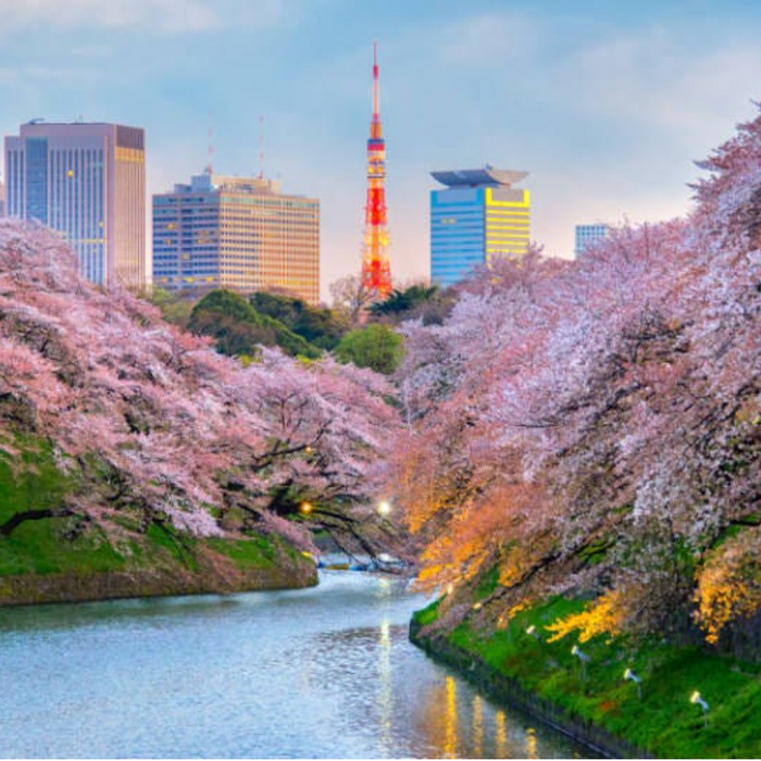 6 สถานที่ชม ซากุระชื่อดังในโตเกียว