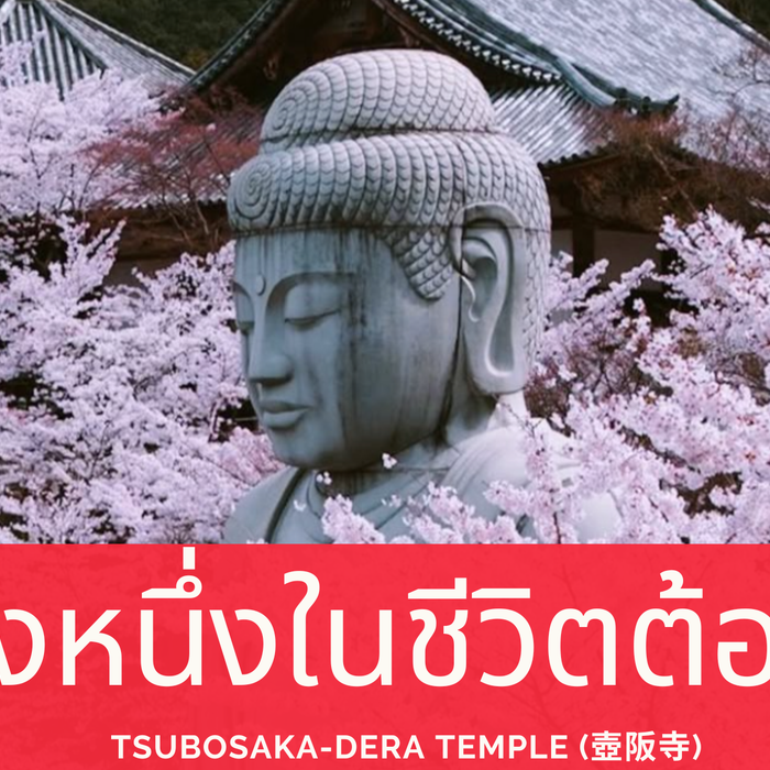 พระพุทธรูปองค์ใหญ่ ท่ามกลางทะเลซากุระทั้งภูเขา